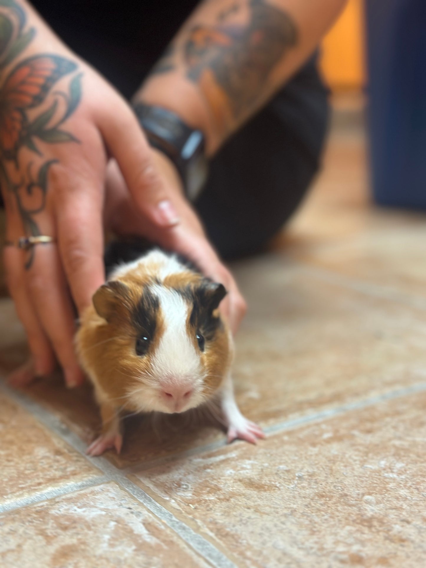 Kernel & Popcorn