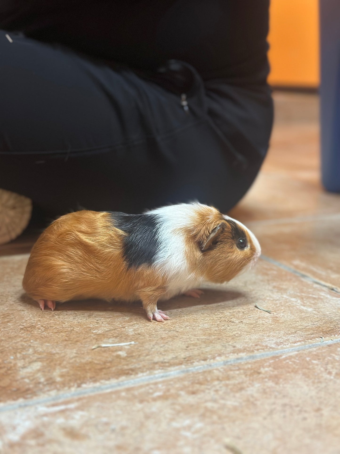Kernel & Popcorn