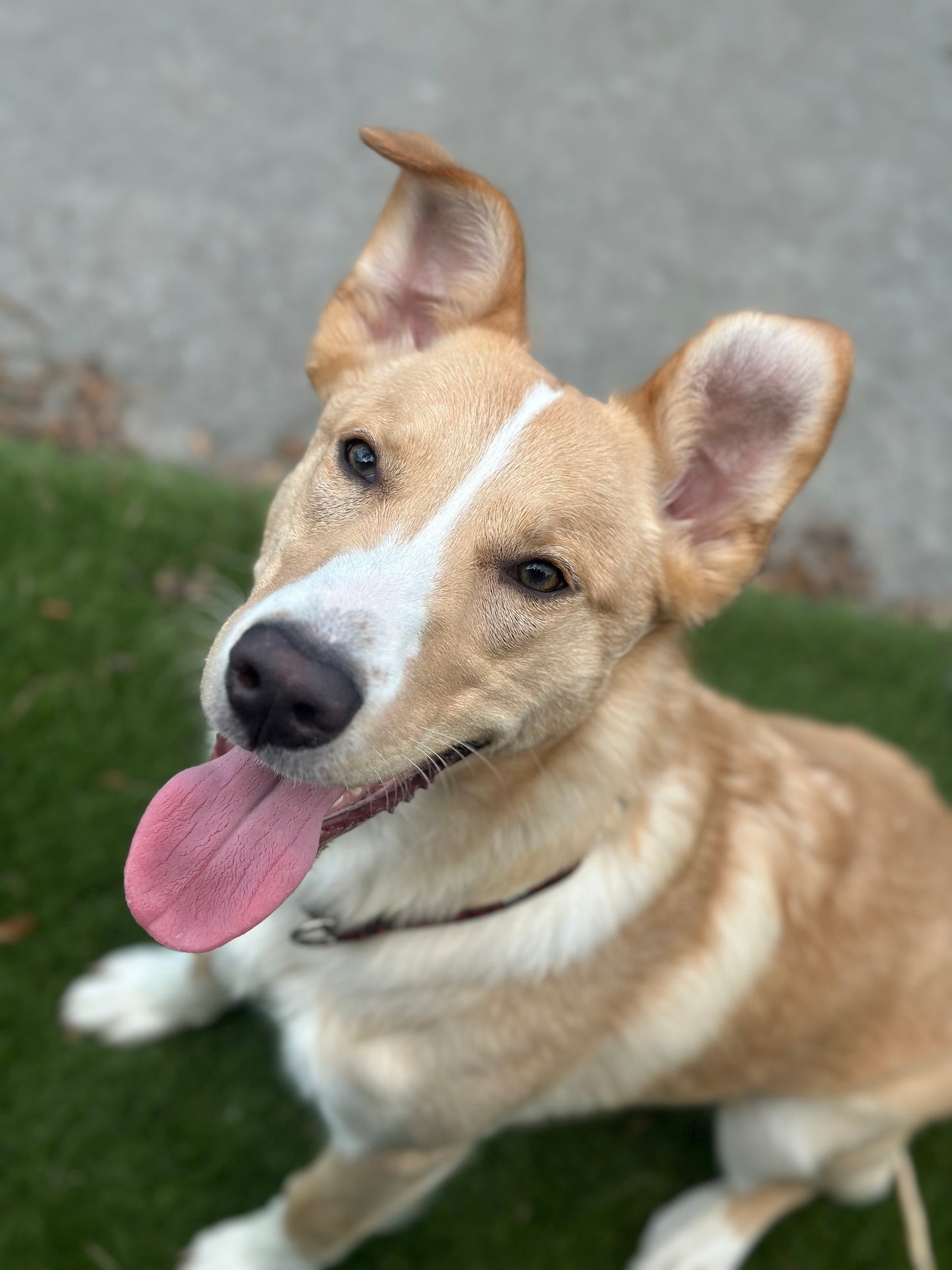 Finn