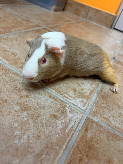 Buttercup
