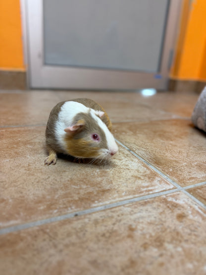 Buttercup