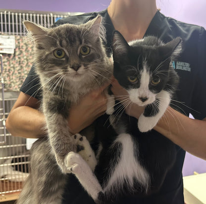 Taco & Tuesday (Barn Buddy Program)