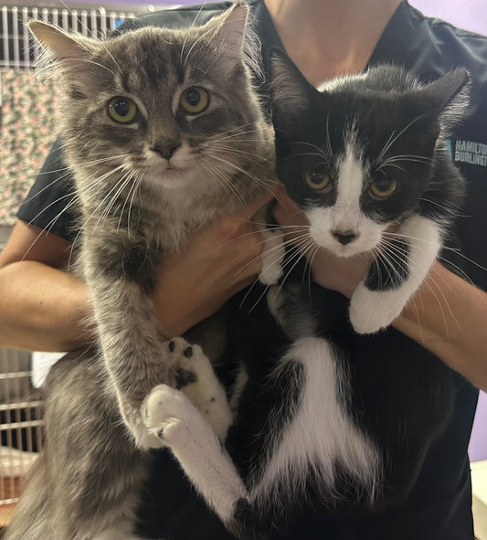 Taco & Tuesday (Barn Buddy Program)