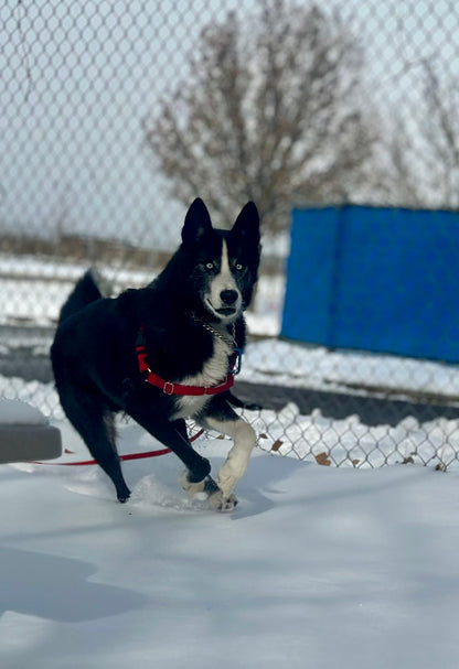 Clifford (Sponsored Adoption Fee)