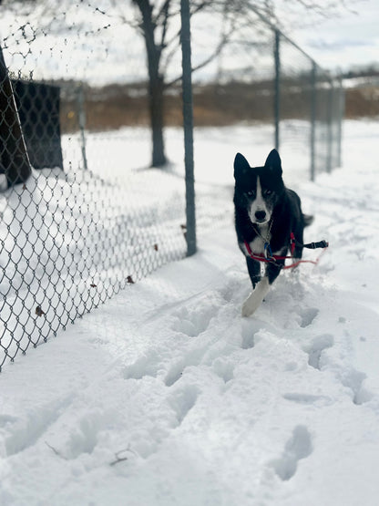 Clifford (Sponsored Adoption Fee)