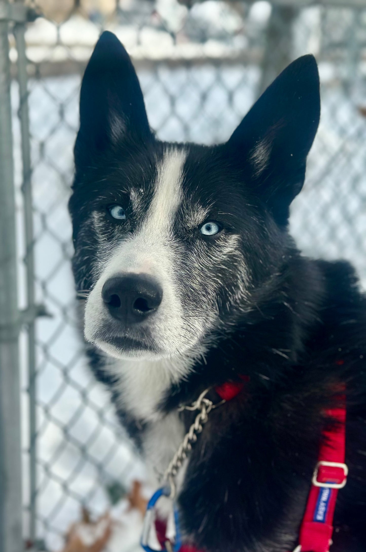 Clifford (Sponsored Adoption Fee)