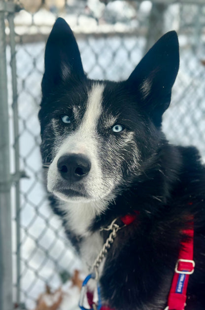 Clifford (Sponsored Adoption Fee)