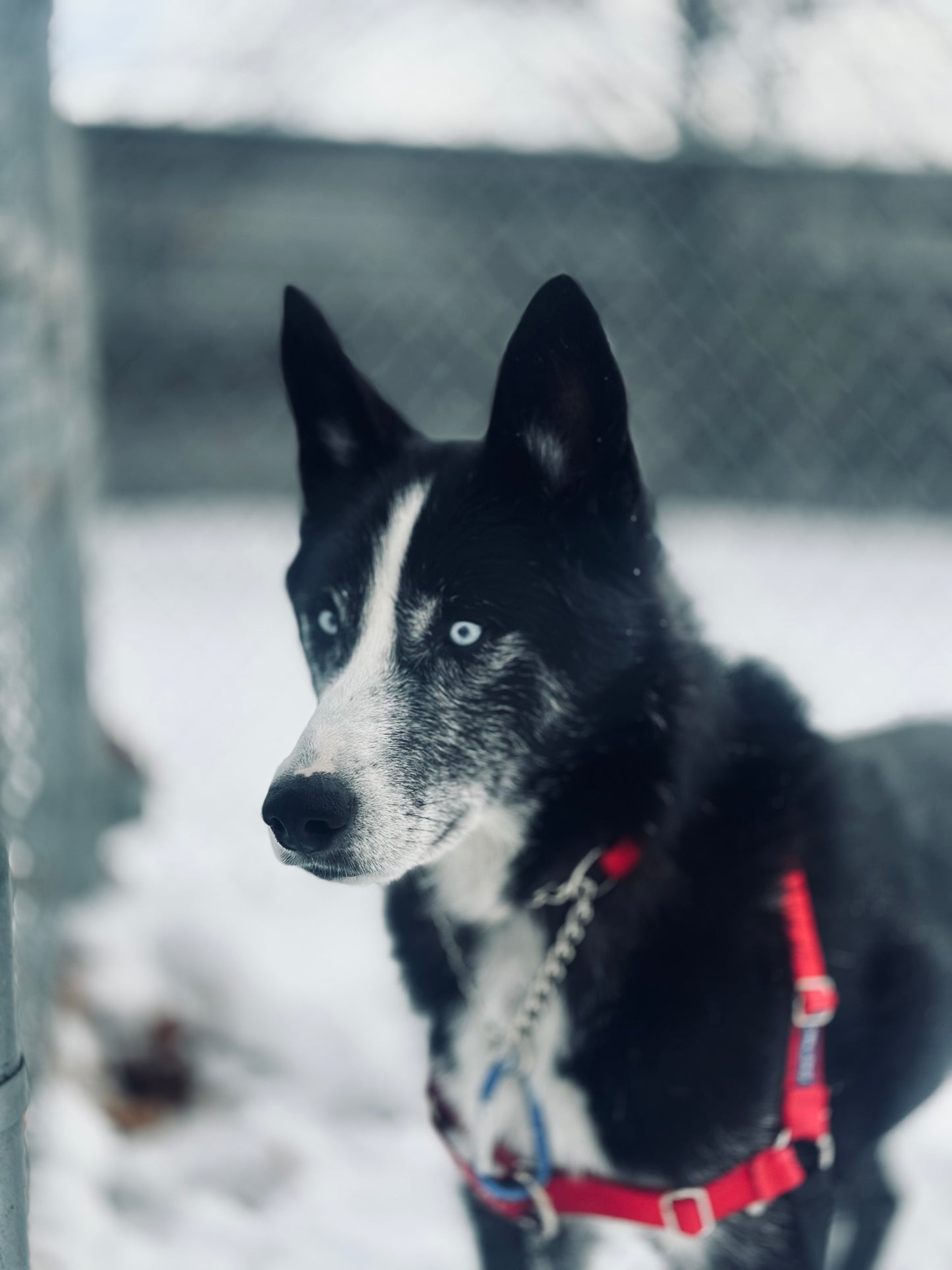 Clifford (Sponsored Adoption Fee)