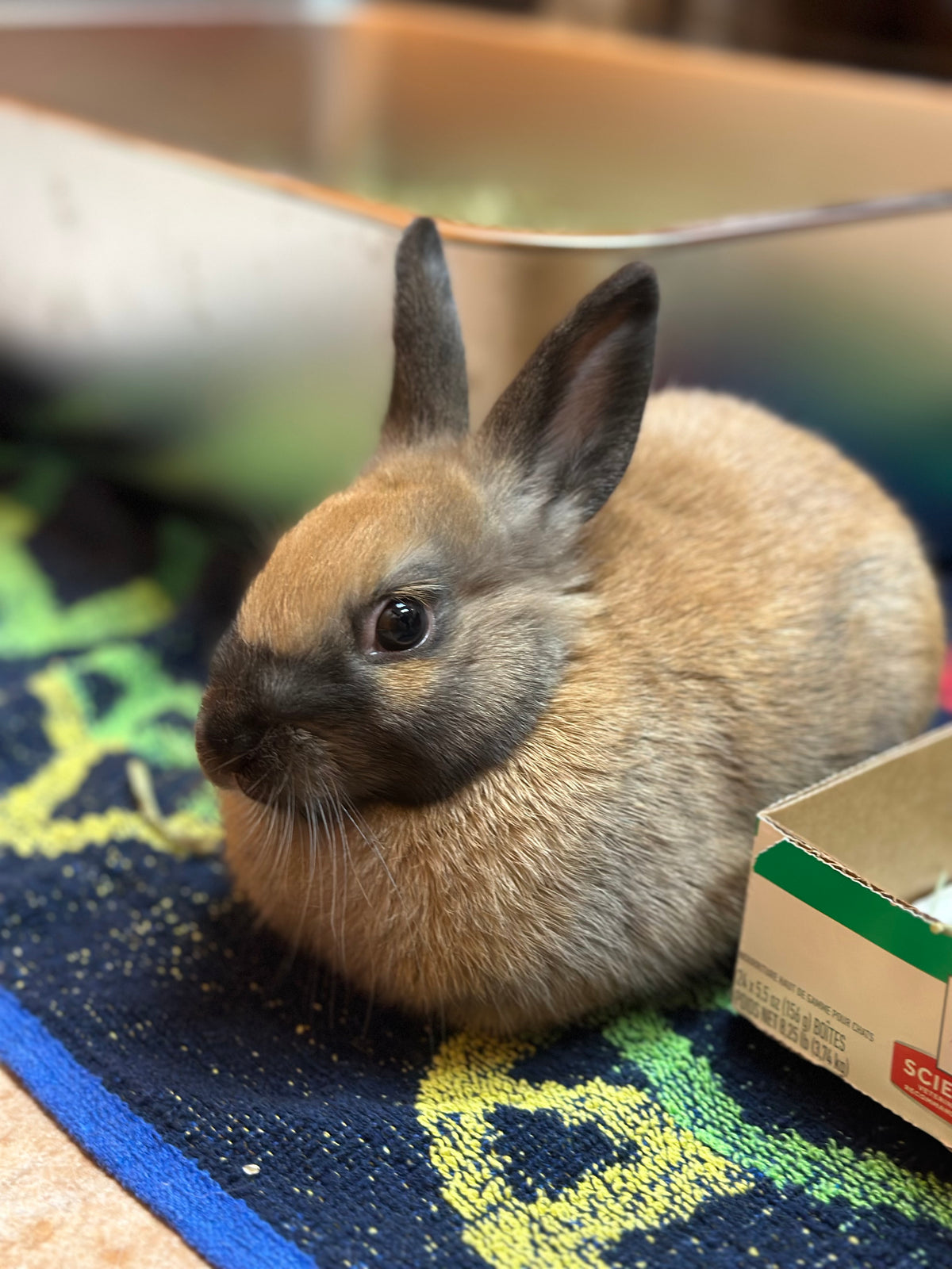Churro & Bombolone (Bonded Pair)