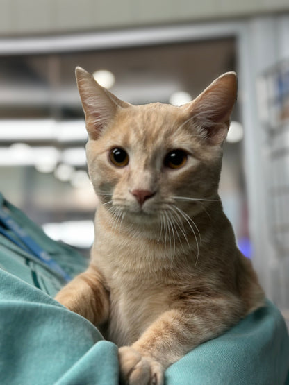 Garfield