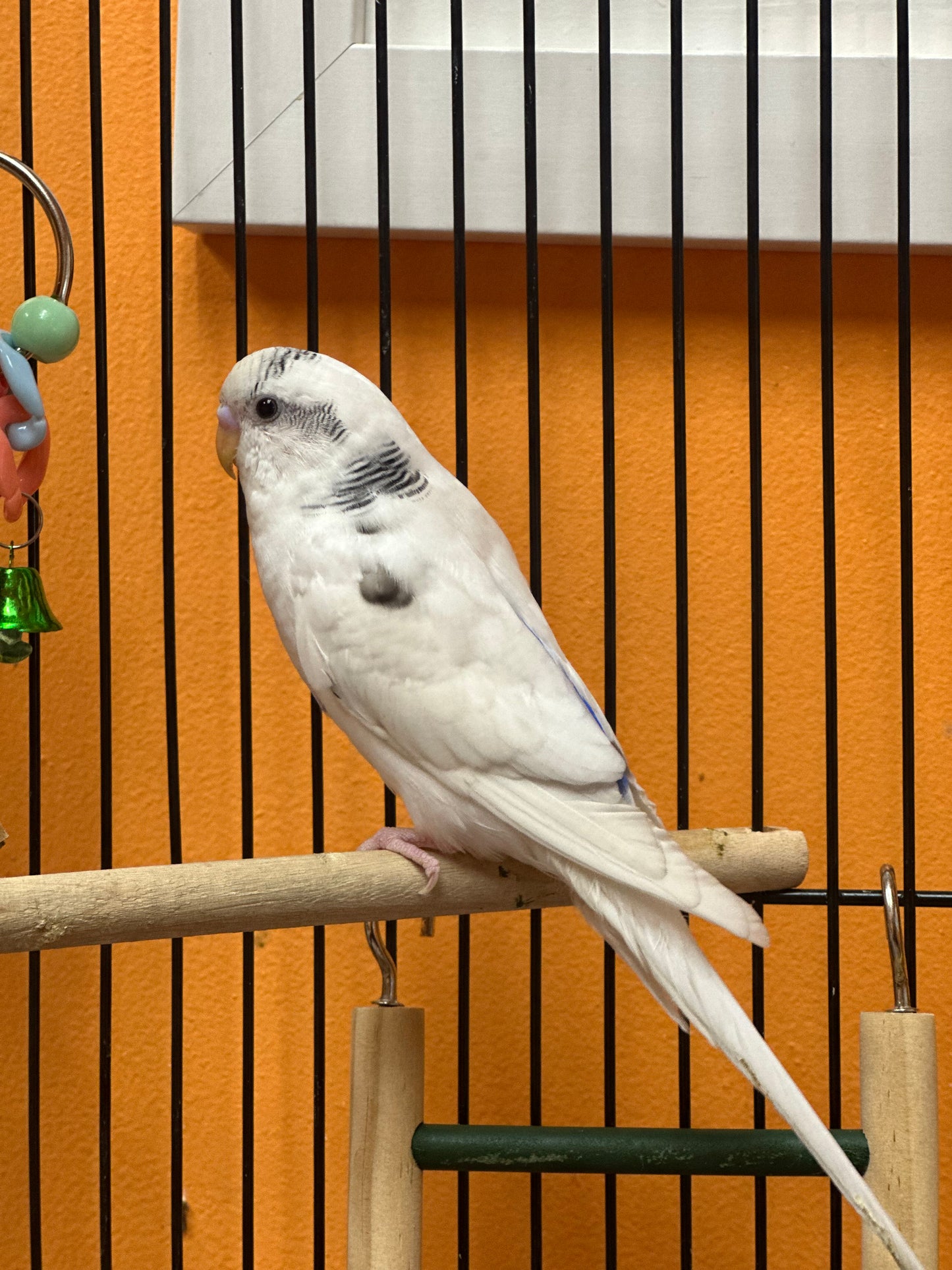 Barfy & Loki