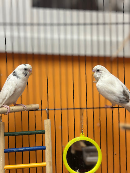 Barfy & Loki