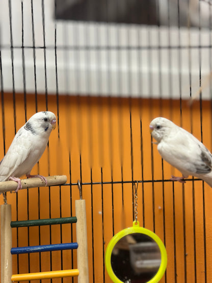Barfy & Loki