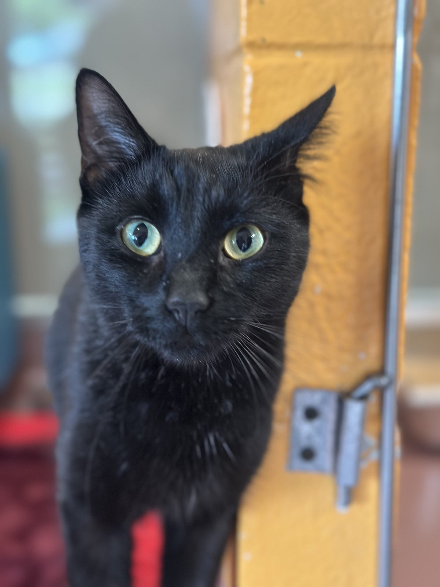 Juno