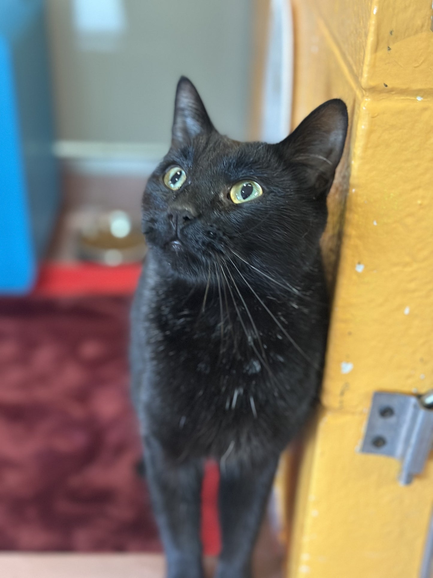 Juno