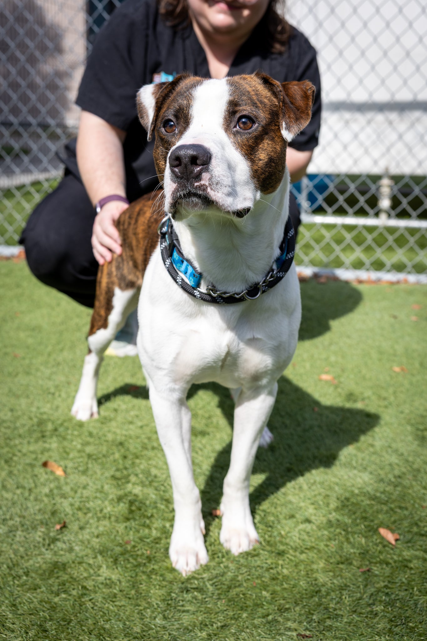 Milo – SPCA - Main Image