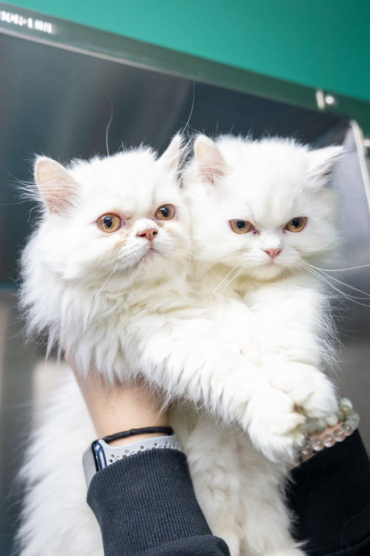 Opal & Pearl (Bonded Pair)