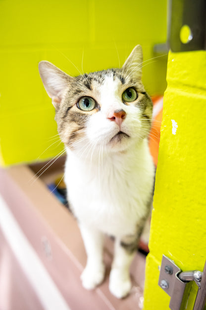 Rolls & Royce (Bonded Pair)