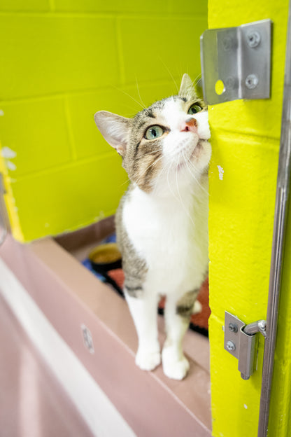 Rolls & Royce (Bonded Pair)