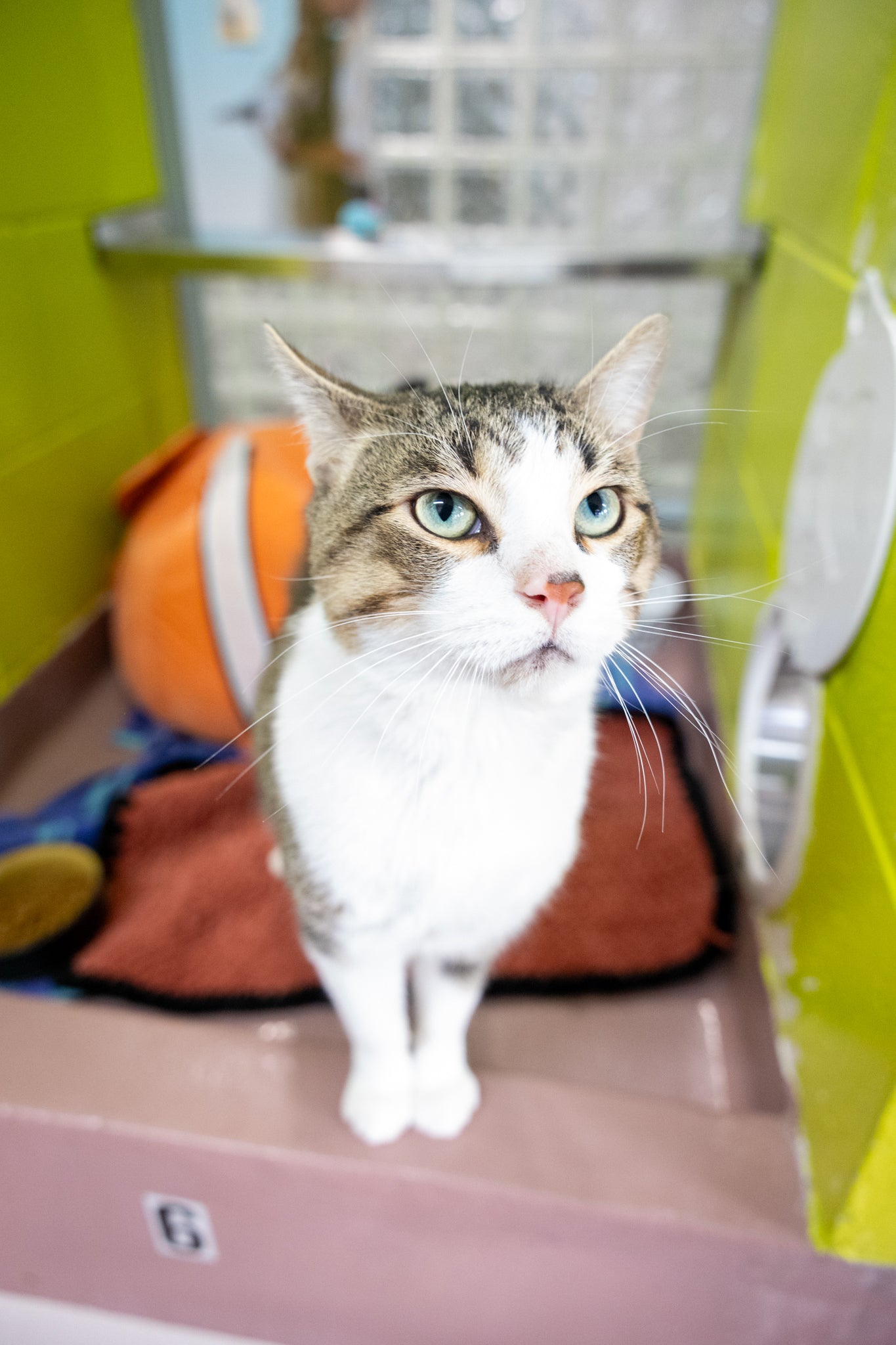 Rolls & Royce (Bonded Pair)