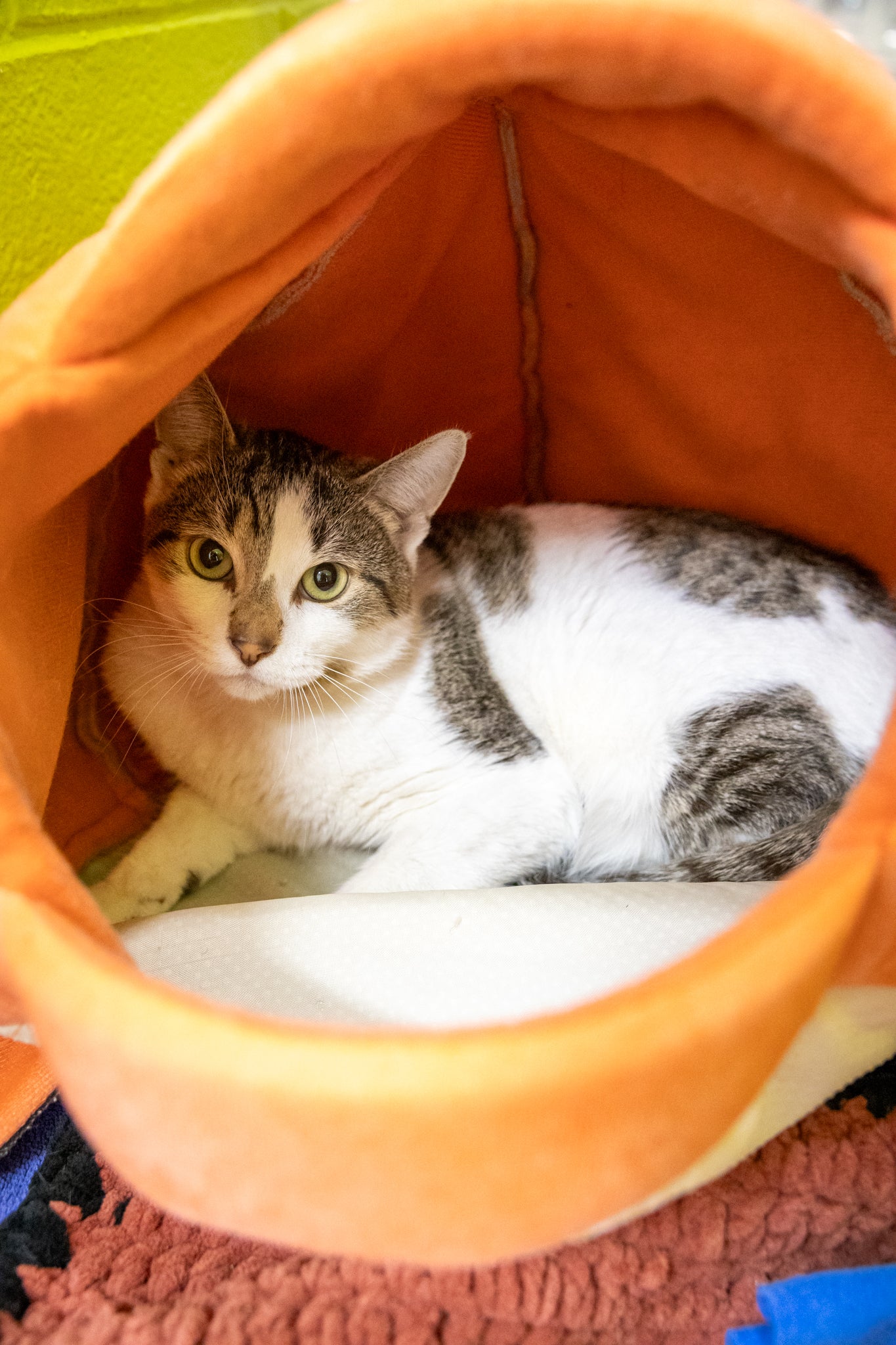 Rolls & Royce (Bonded Pair)