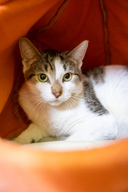 Rolls & Royce (Bonded Pair)