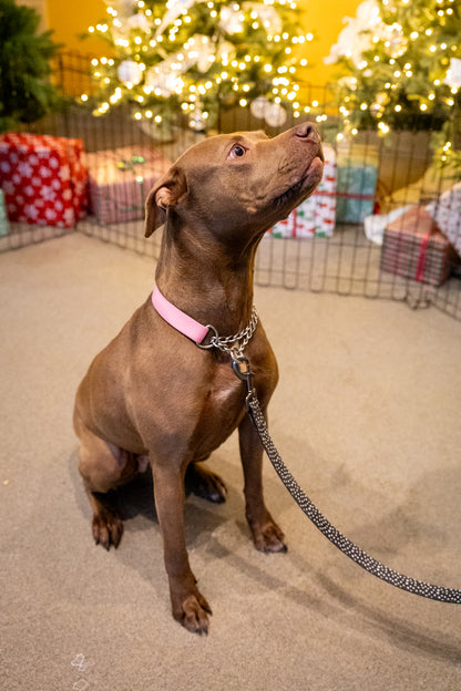 Scarlett (Sponsored Adoption Fee)