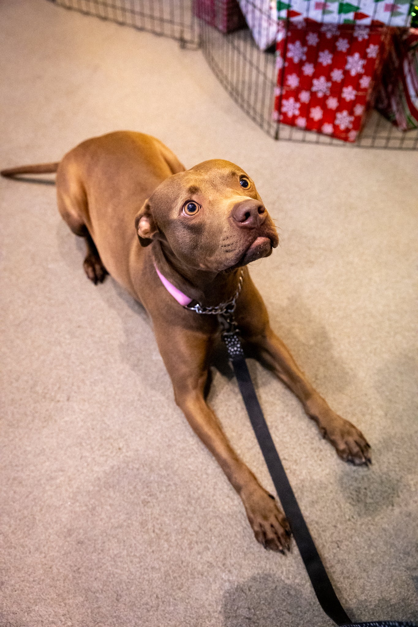 Scarlett (Sponsored Adoption Fee)