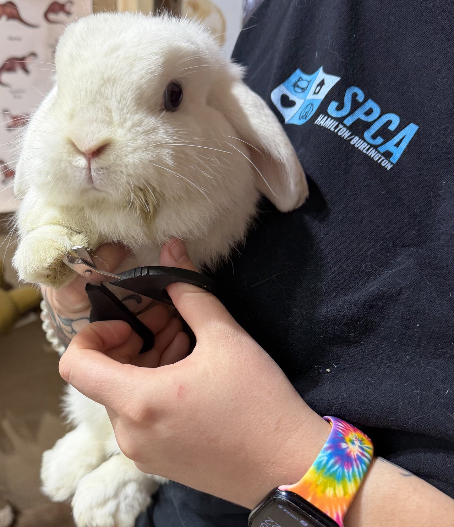Small Animal Nail Trims