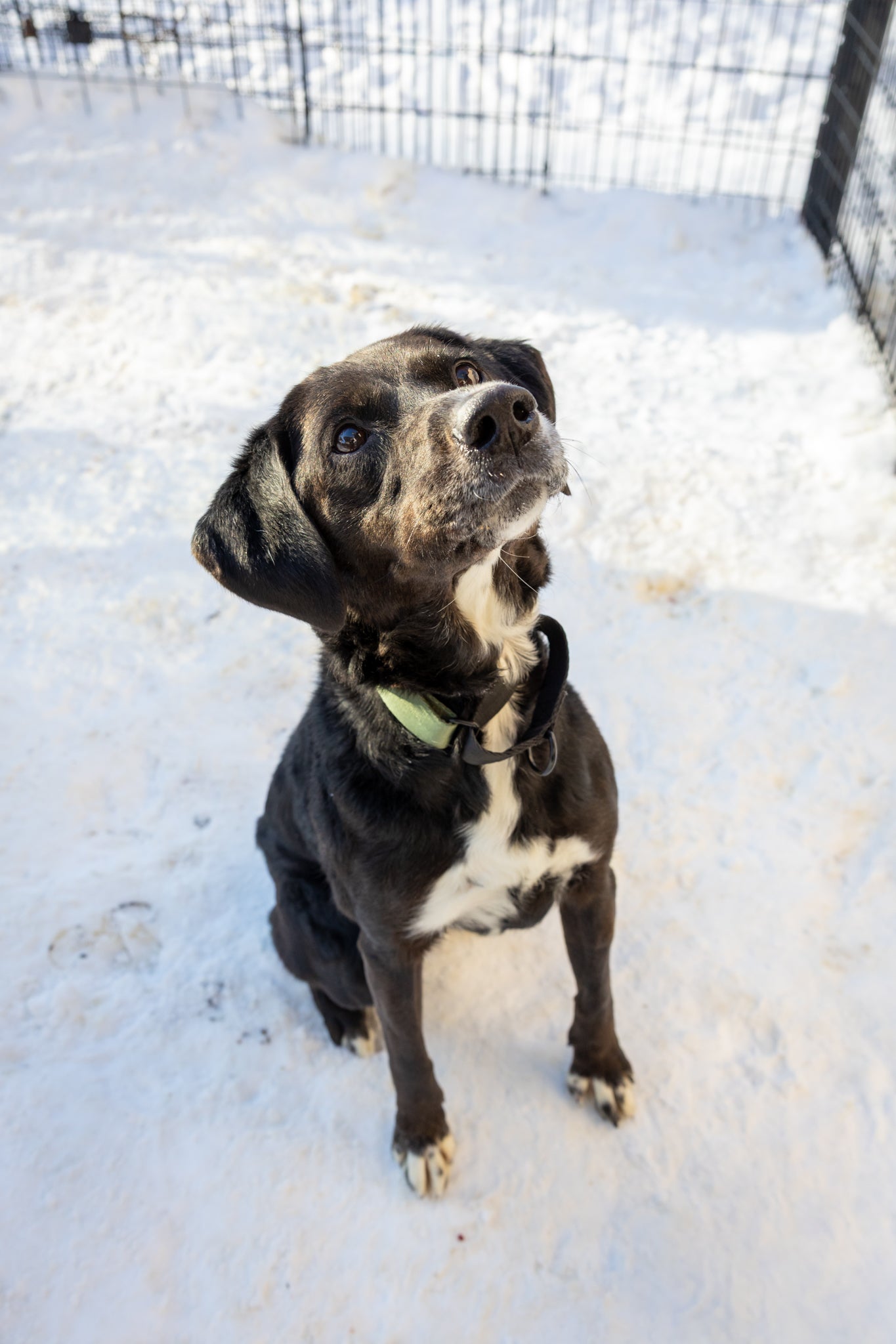 Tika (Sponsored Adoption Fee)