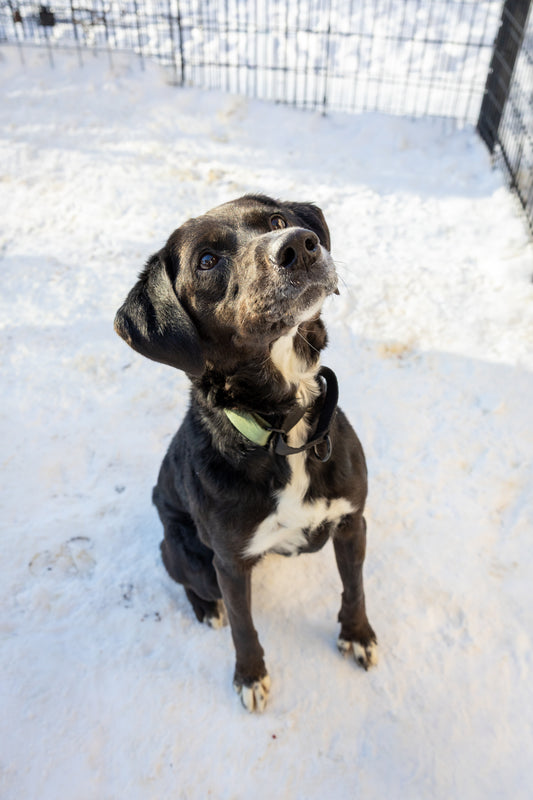 Tika (Sponsored Adoption Fee)