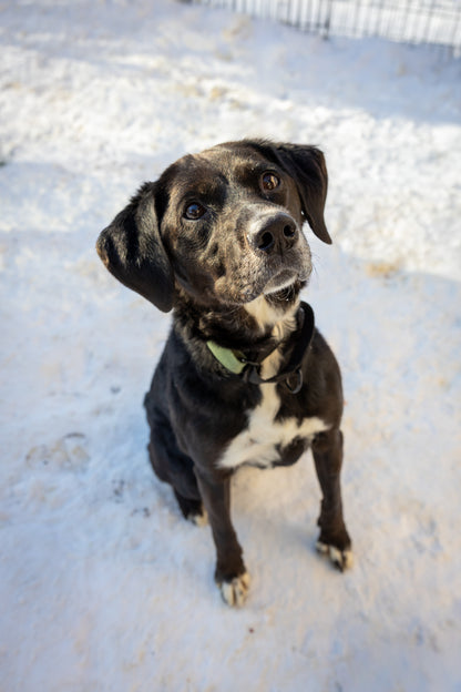 Tika (Sponsored Adoption Fee)