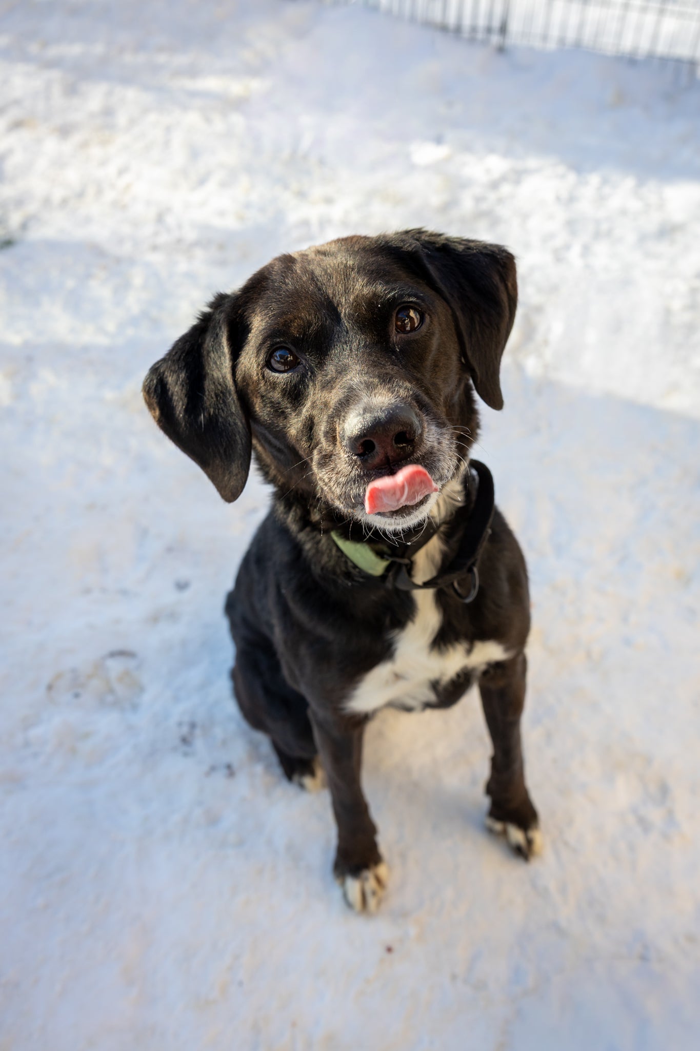 Tika (Sponsored Adoption Fee)