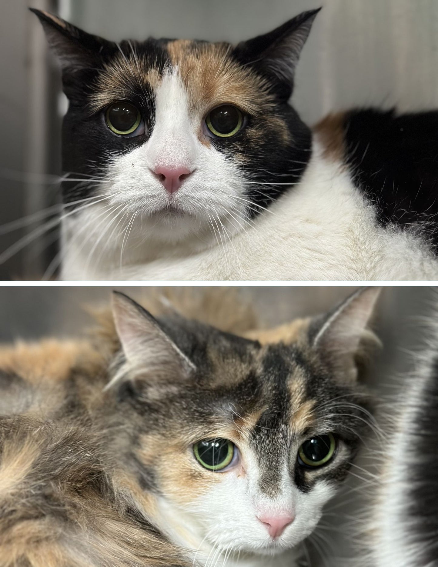 Molly & Bonnie (Bonded Pair)