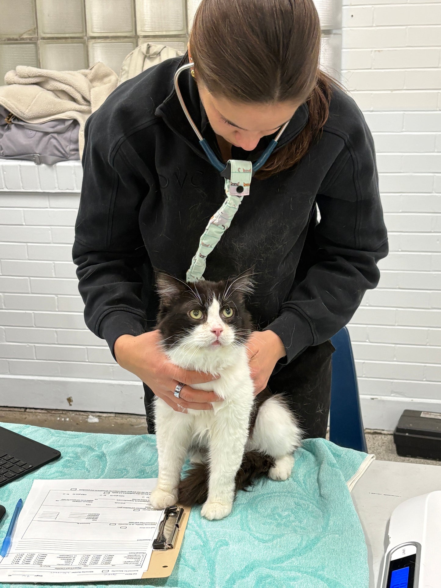 Boehringer Vaccines for Cats