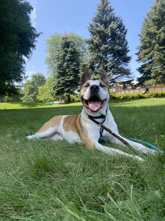 Nova