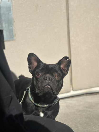 Bandit
