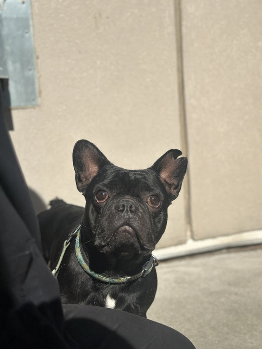 Bandit