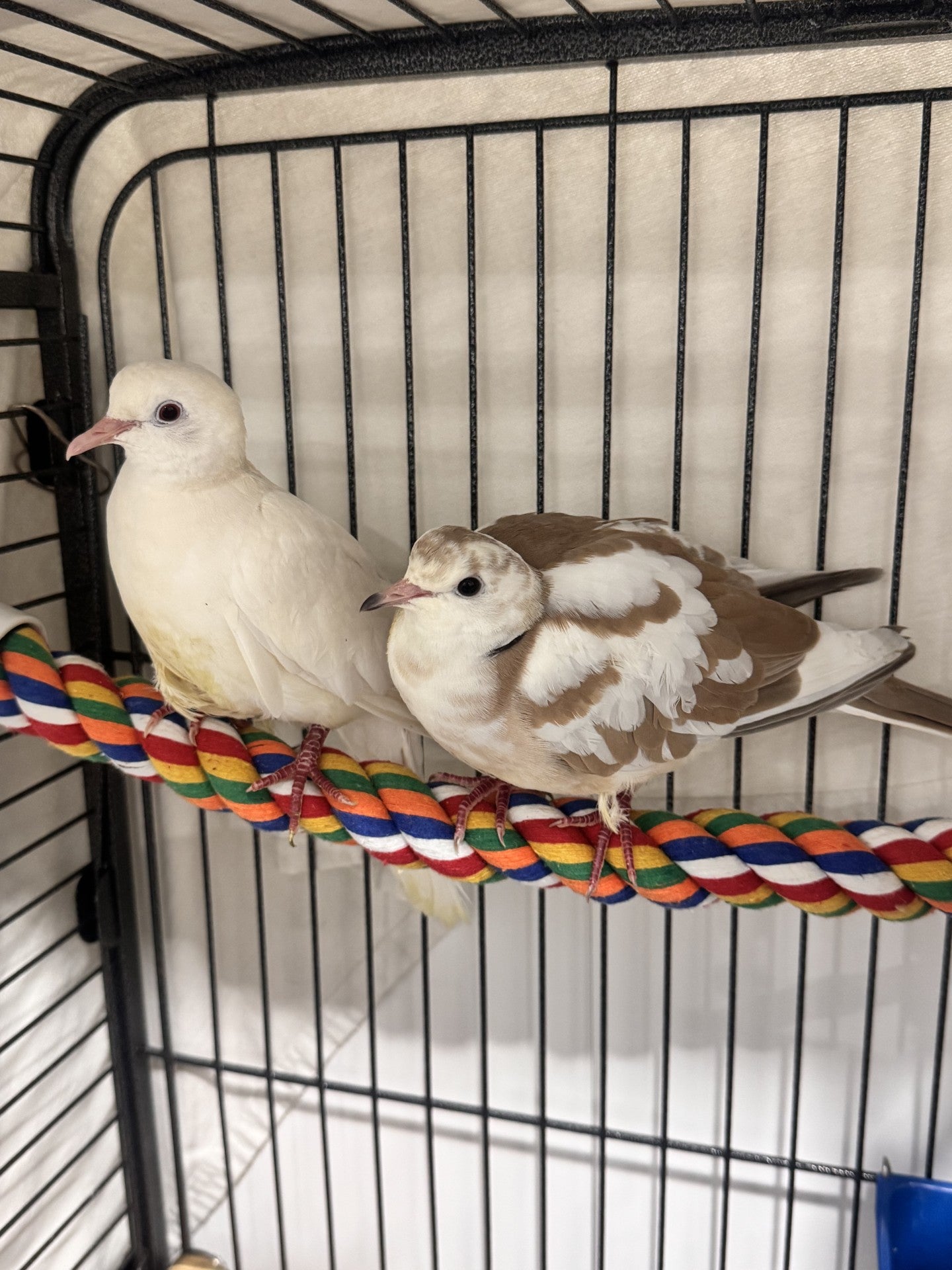 Opalite & Elizabeth Taylor