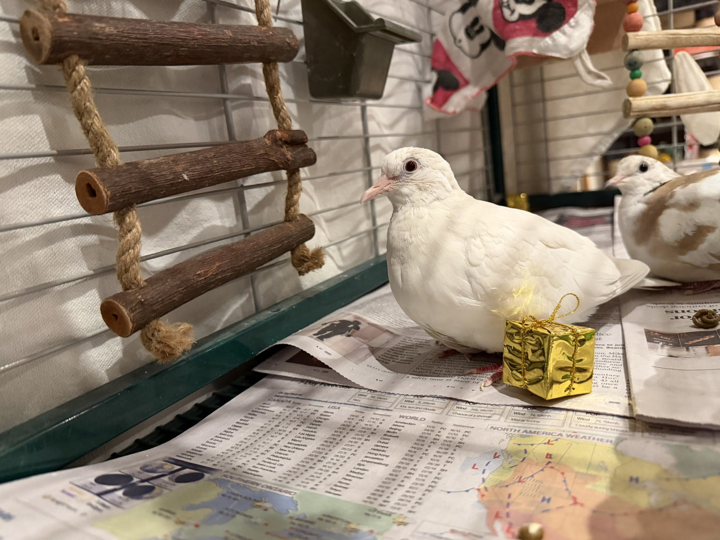 Opalite & Elizabeth Taylor