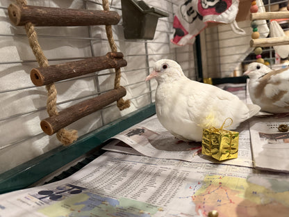 Opalite & Elizabeth Taylor