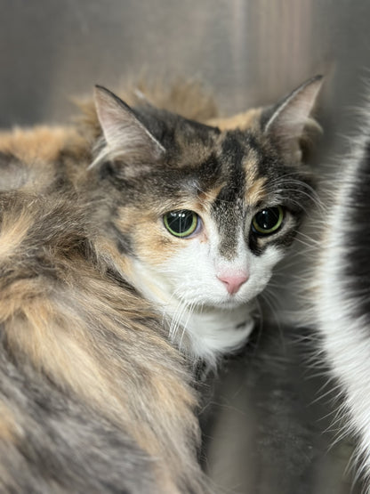 Molly & Bonnie (Bonded Pair)