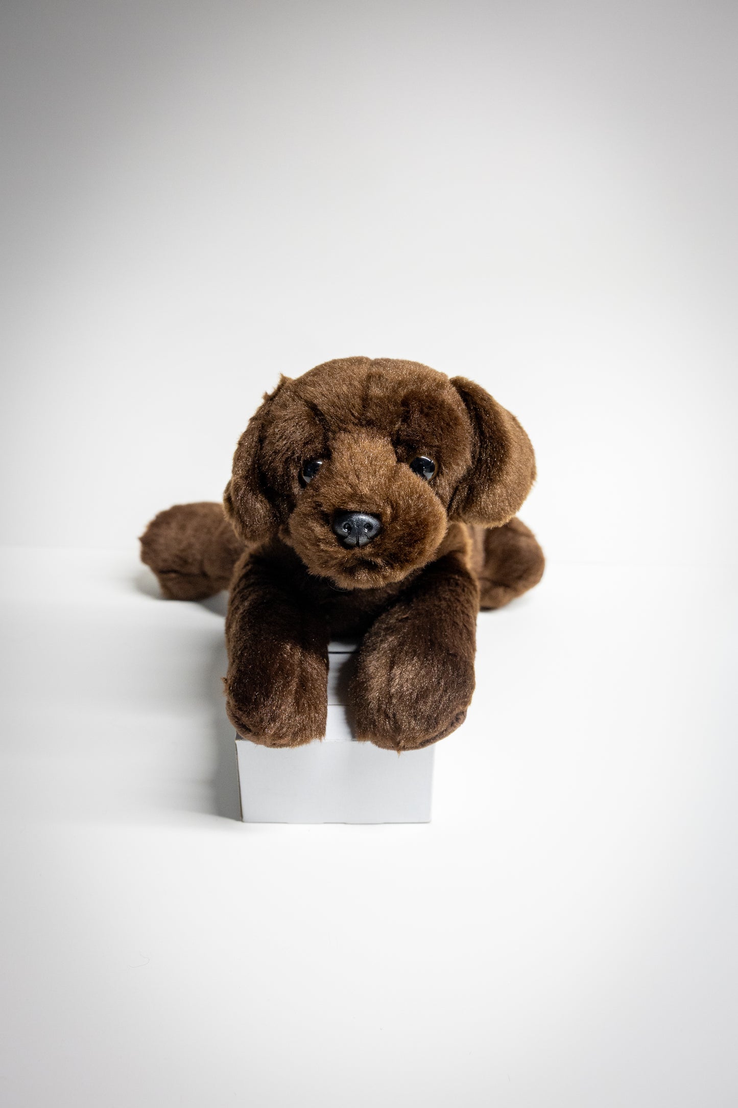 Dog & Cat Plush with Adoption Kit | Stuffed Animal Toy