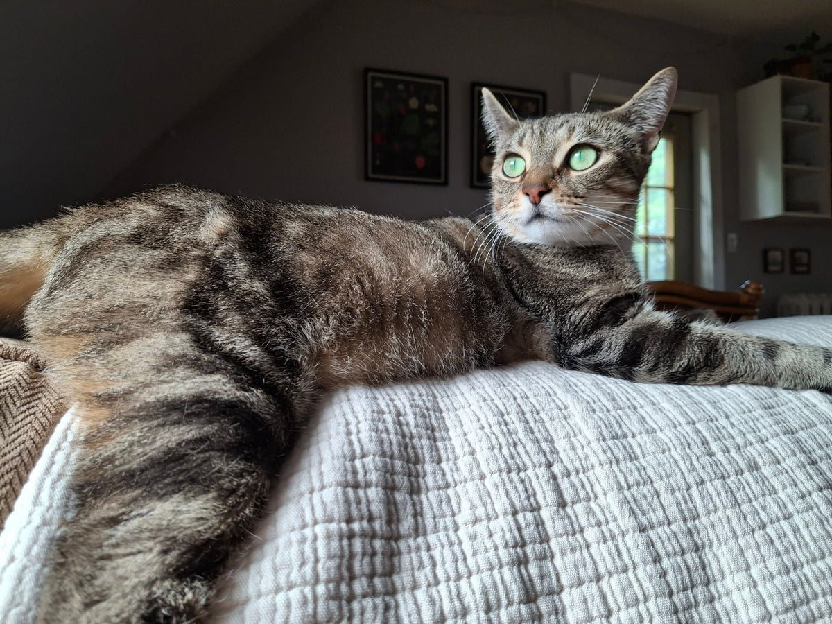 Crumpet