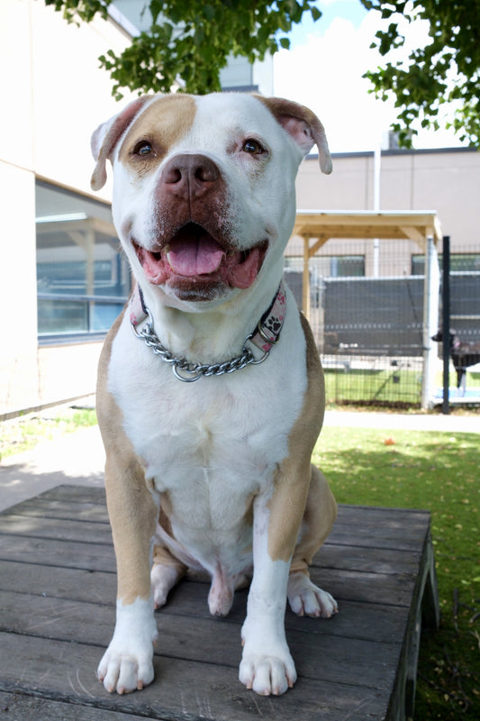Hippo (Sponsored Adoption Fee)