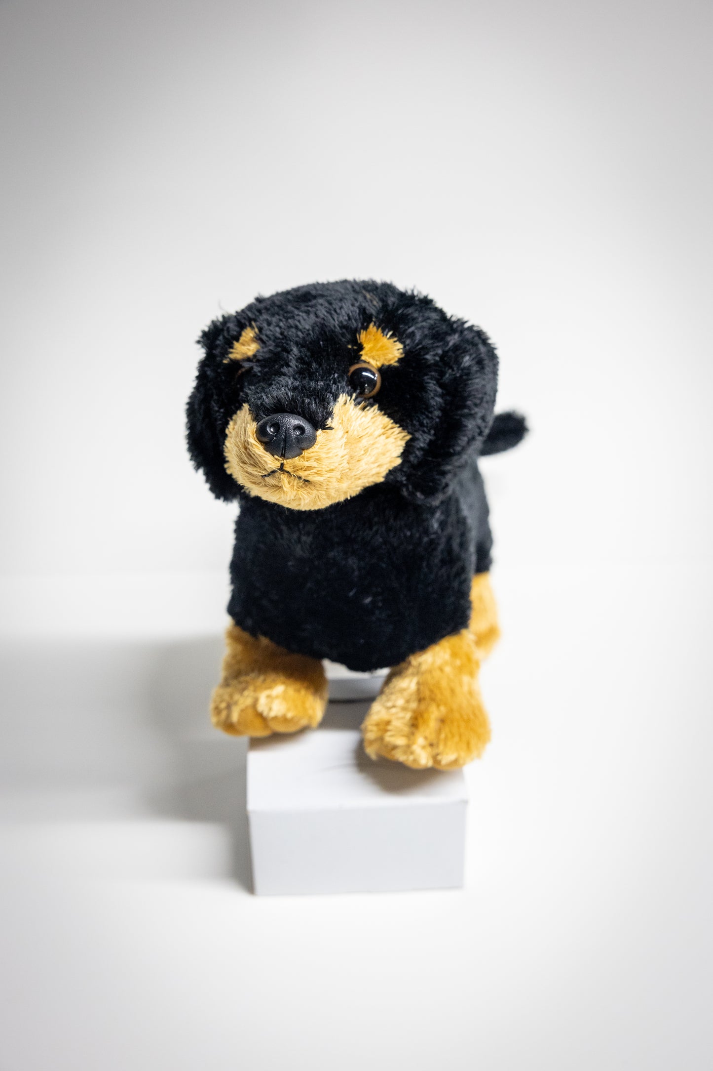 Dog & Cat Plush with Adoption Kit | Stuffed Animal Toy