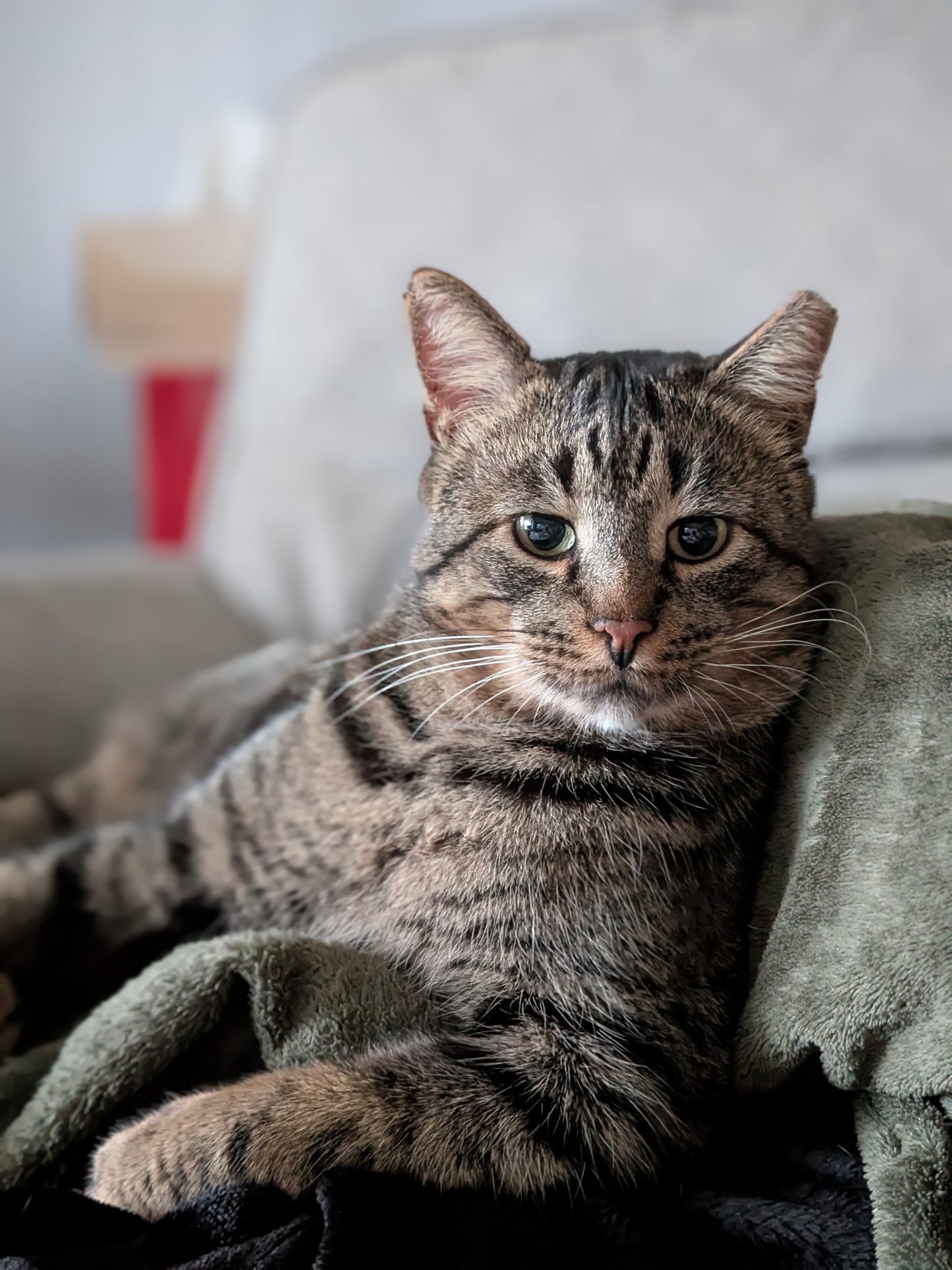 Freddy (Barn Buddy Program)