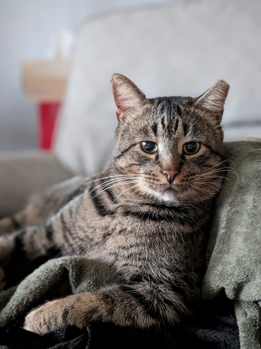 Freddy (Barn Buddy Program)