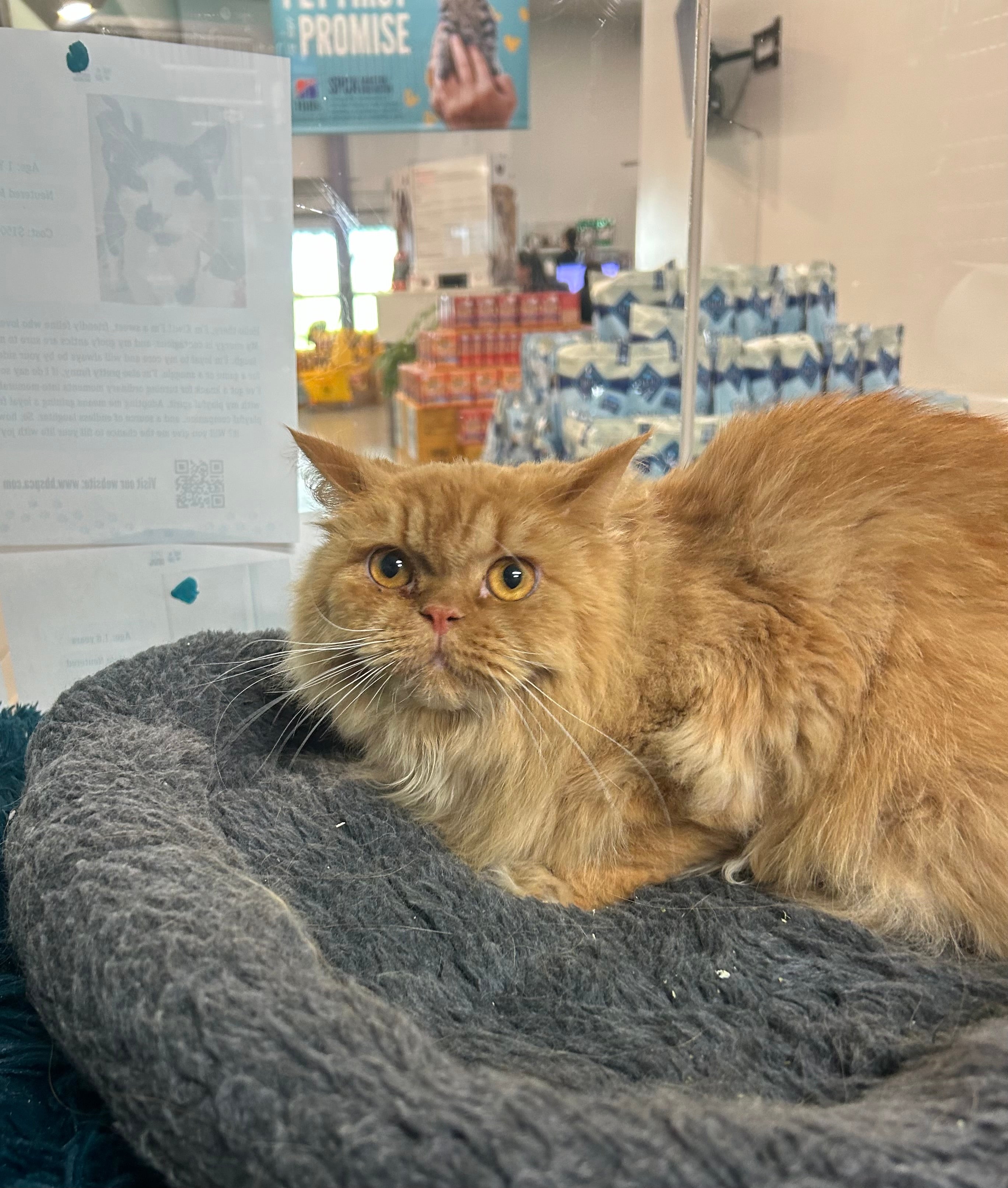 Shop HBSPCA