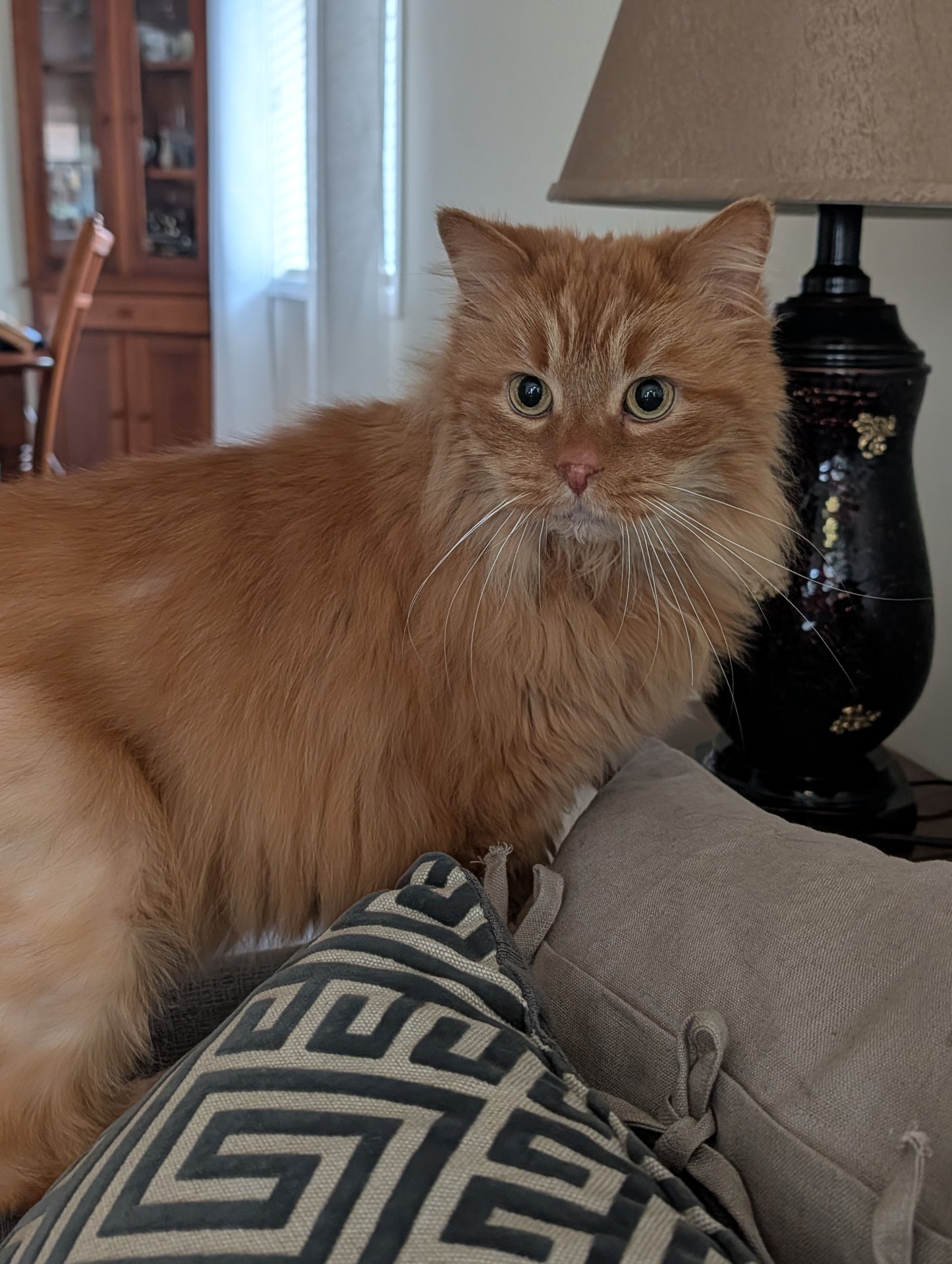 Ginger